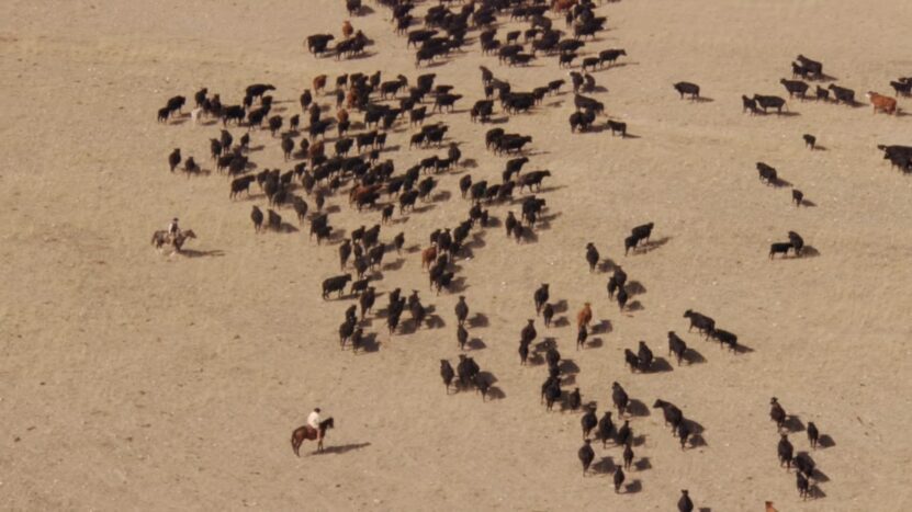 herd of cattle anmd cowboy